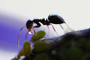 AntReceivesHoneydewFromAnAphid.jpg