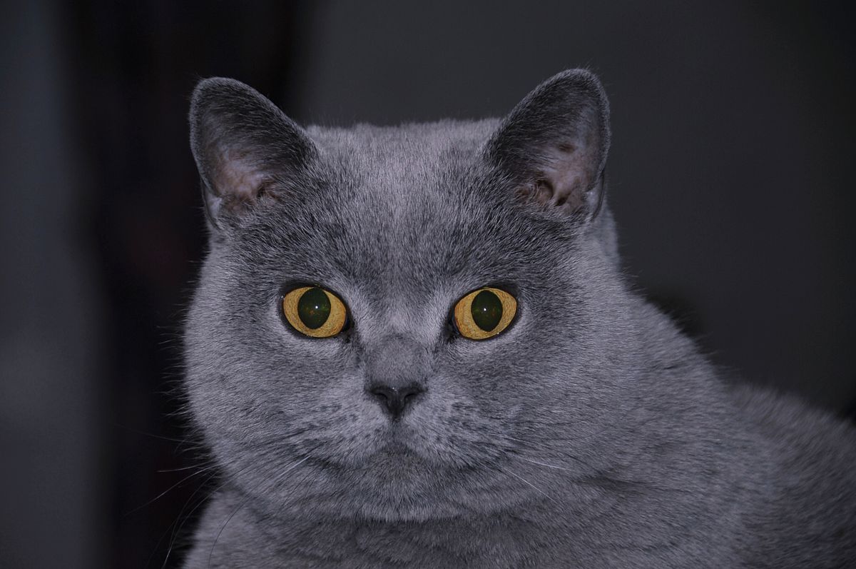 British Shorthair - Citizendium