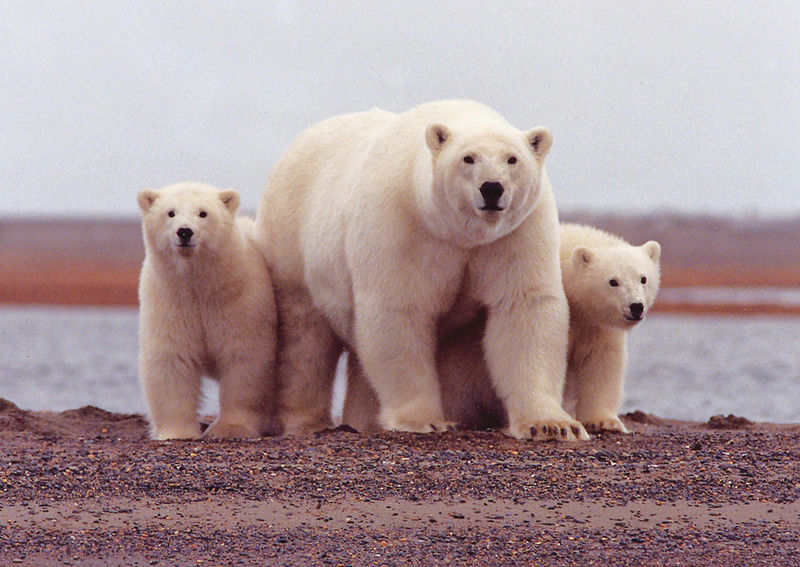 File:Polar-bear-cubs.jpg