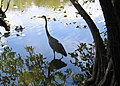 A great blue heron wading in a pond near Shark Valley.