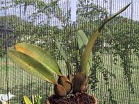 Phymatochilum brasiliense