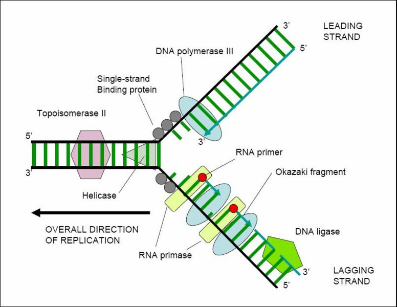 File:DNAreplicationFORK.jpg
