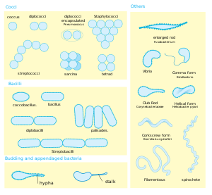 Bacterial morphology diagram.svg