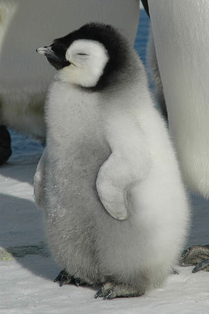 Emperor-penguin-chick.jpg