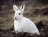 Arctic Hare