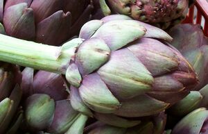 ArtichokeDeNobelsEuropean.jpg