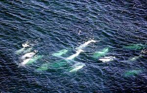 A pod of Beluga Whales in the Churchill River.jpg