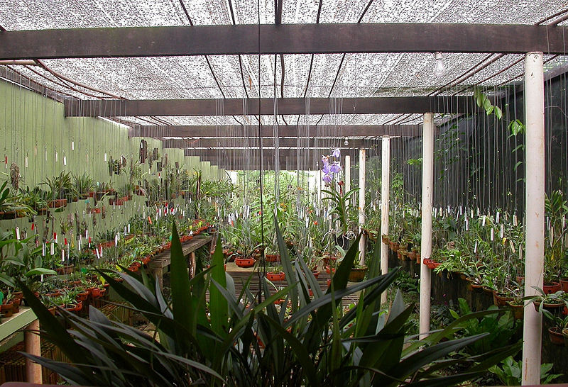 File:Orchid collection.jpg