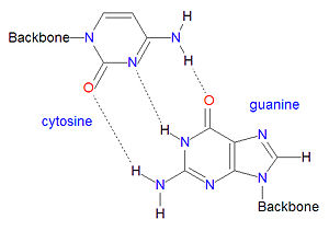 Guanosine-cytodine basepair.jpg