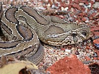 Russell's viper, D. russelii