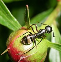 One of the many thousands of ant species crawls on a peony fruit. Ants are essential in redistributing resources and aerating the soil in all seven continents except Antarctica.