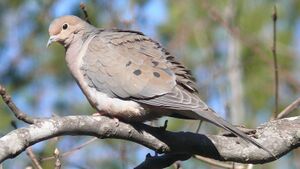 Mourning Dove-27527.jpg