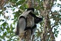 Indri Indri indri Template:Photo