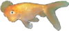 Juvenile Bubble-eye Goldfish