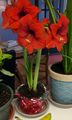 An amaryllis bulb induced to bloom in winter may produce multiple stalks of showy, lily-like blossoms.