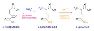 Glutamate glutamine synth1.jpg