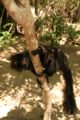 Male Black Lemur Eulemur macaco Template:Photo
