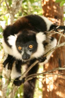 A Black and white ruffed lemur, (Varecia variegata variegata).Template:Photo