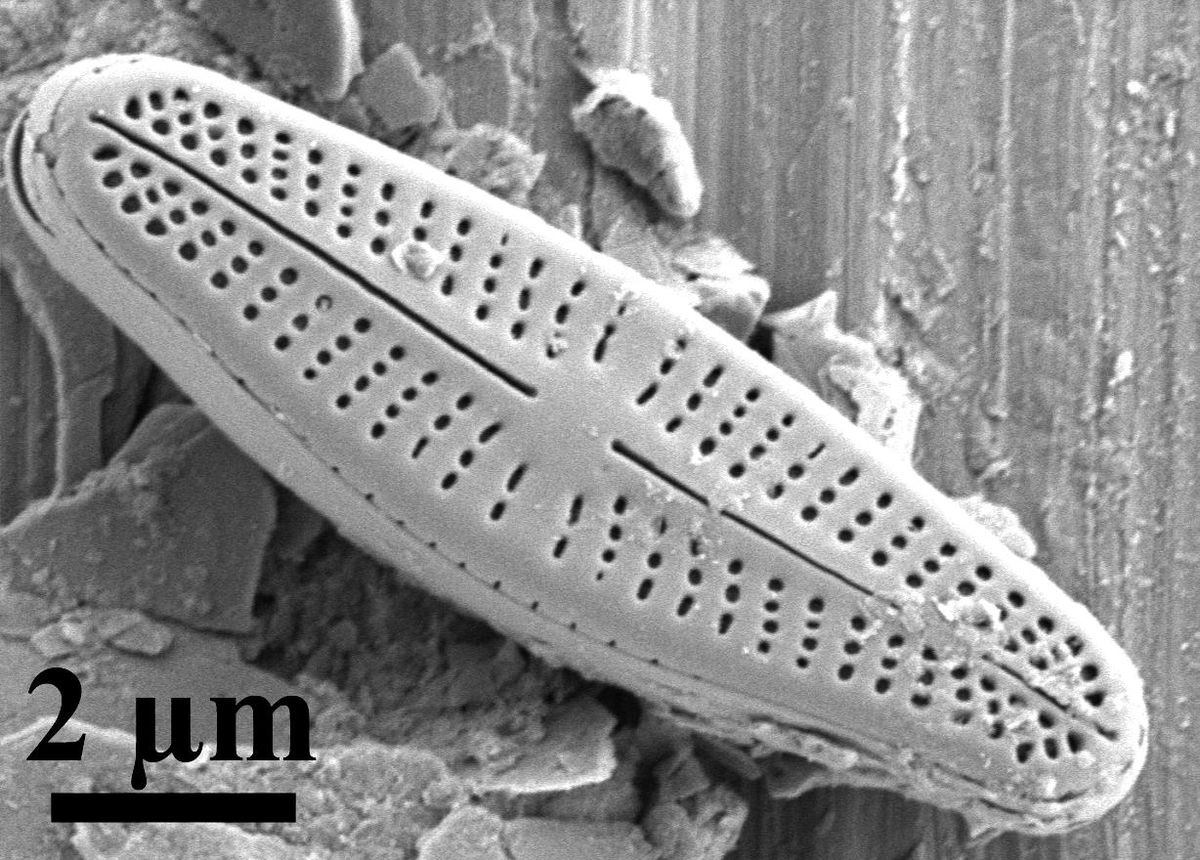 Diatom - Citizendium