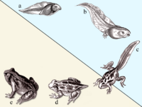 Frogs and toads undergo holometabolism: frog larvae, called tadpoles, hatch from their eggs and change into adult frogs, which look and act differently. Tadpoles have gills and fins and completely live, breathe, and eat in water. Adult frogs have lungs and legs and live, breath, and eat out of water.