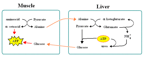 Alanine cycle.GIF