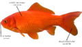 Diagram of a Common Goldfish