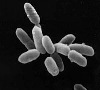 Halobacterium sp..jpg