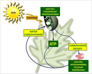 Photosynthesis and respiration generating ATP.JPG