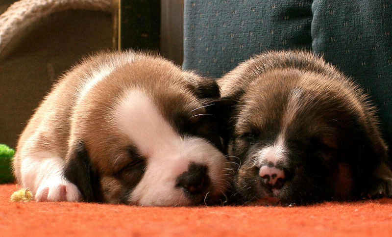 File:Sleeping Pups.jpg