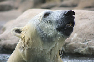 Polar-bear-head.jpg