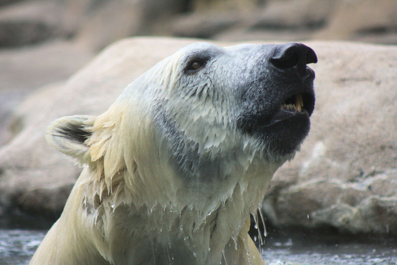 File:Polar-bear-head.jpg