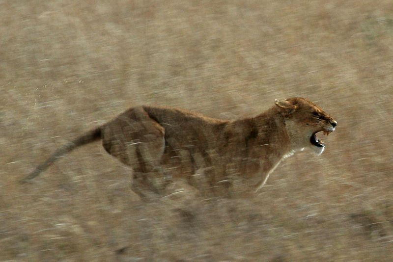 File:Serengeti Lion Running1.jpg
