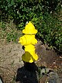 Yellow Fire Hydrant.jpg