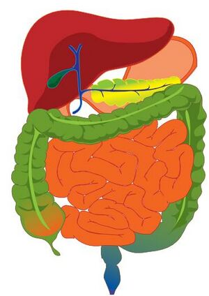 GI Tract.jpg