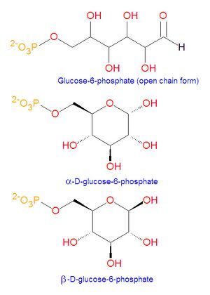 Glucose-6-phosphate structures.jpg