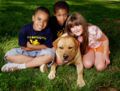 Labrador retriever with children friends