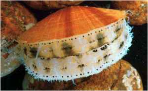 Sea Scallop.png