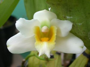 Bifrenaria harrisoniae alba.jpg