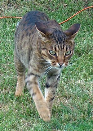 Ocicat Rizzo moving.jpg