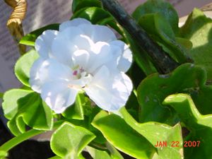 White ivy geranium flower - pelargonium peltatum.JPG
