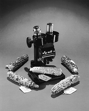 Corn and microscope.jpg