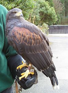 A harris hawk.