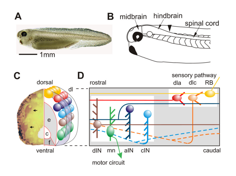 File:Xenopus laevis tadpole nervous system.png