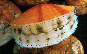 Bay Scallop.png