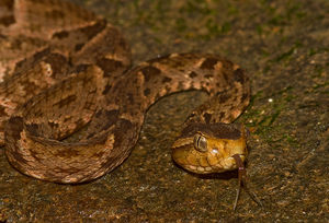 Bothrops asper (2).jpg