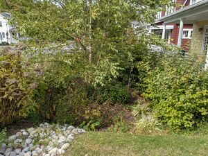 Raingarden LindenSt Princeton 2020-1010.jpg