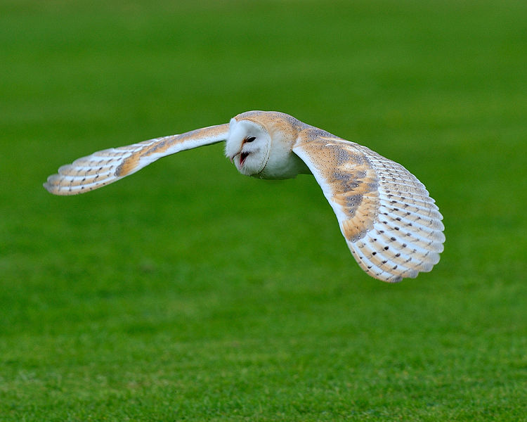 File:Barn owl in flight.jpg