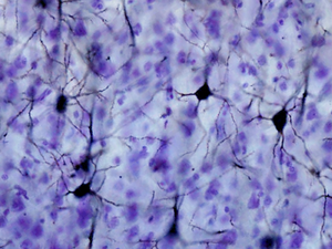 Macaca somatosensory cortex Golgi Brainmaps.org.png