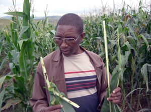 S African farmer Bt non Bt maize.jpg