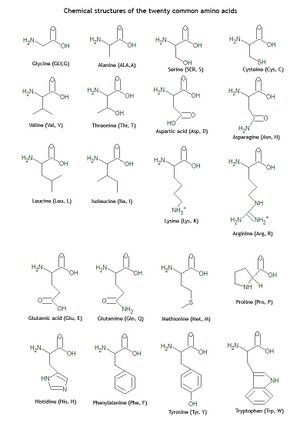 Twenty amino acid structures3.jpg